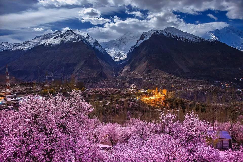 Cherry-Blossom-Festivals-2025-Japan-Korea-Guide